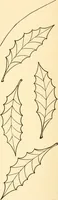 An illustration from How to paint flowers, scrolls and fancy borders for up-to-date show cards, posters, display signs and decorating (1915)