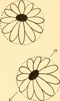An illustration from How to paint flowers, scrolls and fancy borders for up-to-date show cards, posters, display signs and decorating (1915)