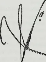 An illustration from How to read character in handwriting : a guide for the beginner and student of graphology (1910)