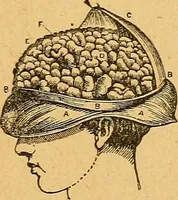 Picture 2 of 143 from How to read character : a new illustrated hand-book of phrenology and physiognomy, for students and examiners : with a descriptive chart (1890), leaf 10