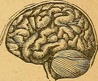 Picture 3 of 143 from How to read character : a new illustrated hand-book of phrenology and physiognomy, for students and examiners : with a descriptive chart (1890), leaf 10