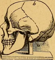 Picture 5 of 143 from How to read character : a new illustrated hand-book of phrenology and physiognomy, for students and examiners : with a descriptive chart (1890), leaf 12