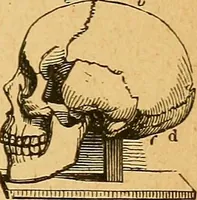 Picture 6 of 143 from How to read character : a new illustrated hand-book of phrenology and physiognomy, for students and examiners : with a descriptive chart (1890), leaf 12