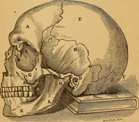 Picture 7 of 143 from How to read character : a new illustrated hand-book of phrenology and physiognomy, for students and examiners : with a descriptive chart (1890), leaf 13