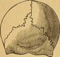 Picture 41 of 143 from How to read character : a new illustrated hand-book of phrenology and physiognomy, for students and examiners : with a descriptive chart (1890), leaf 57