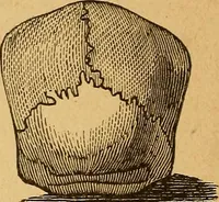 Picture 42 of 143 from How to read character : a new illustrated hand-book of phrenology and physiognomy, for students and examiners : with a descriptive chart (1890), leaf 57
