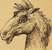 Picture 44 of 143 from How to read character : a new illustrated hand-book of phrenology and physiognomy, for students and examiners : with a descriptive chart (1890), leaf 57