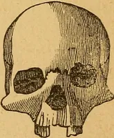Picture 49 of 143 from How to read character : a new illustrated hand-book of phrenology and physiognomy, for students and examiners : with a descriptive chart (1890), leaf 59
