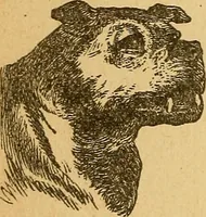 Picture 52 of 143 from How to read character : a new illustrated hand-book of phrenology and physiognomy, for students and examiners : with a descriptive chart (1890), leaf 61