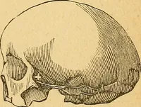 Picture 73 of 143 from How to read character : a new illustrated hand-book of phrenology and physiognomy, for students and examiners : with a descriptive chart (1890), leaf 78