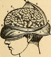 Picture 2 of 148 from How to read character : a new illustrated hand-book of phrenology and physiognomy, for students and examiners; with a descriptive chart (1891), leaf 10