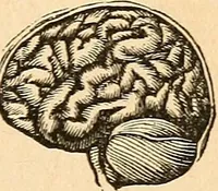 Picture 3 of 148 from How to read character : a new illustrated hand-book of phrenology and physiognomy, for students and examiners; with a descriptive chart (1891), leaf 10