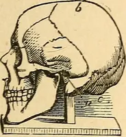 Picture 5 of 148 from How to read character : a new illustrated hand-book of phrenology and physiognomy, for students and examiners; with a descriptive chart (1891), leaf 12