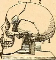Picture 6 of 148 from How to read character : a new illustrated hand-book of phrenology and physiognomy, for students and examiners; with a descriptive chart (1891), leaf 12