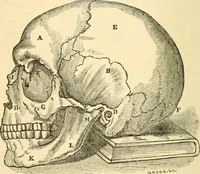 Picture 7 of 148 from How to read character : a new illustrated hand-book of phrenology and physiognomy, for students and examiners; with a descriptive chart (1891), leaf 13