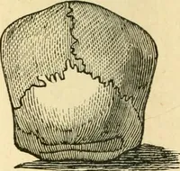 Picture 43 of 148 from How to read character : a new illustrated hand-book of phrenology and physiognomy, for students and examiners; with a descriptive chart (1891), leaf 57