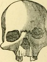 Picture 50 of 148 from How to read character : a new illustrated hand-book of phrenology and physiognomy, for students and examiners; with a descriptive chart (1891), leaf 59