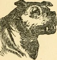 Picture 53 of 148 from How to read character : a new illustrated hand-book of phrenology and physiognomy, for students and examiners; with a descriptive chart (1891), leaf 61