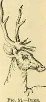 Picture 54 of 148 from How to read character : a new illustrated hand-book of phrenology and physiognomy, for students and examiners; with a descriptive chart (1891), leaf 61
