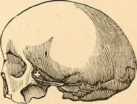 An illustration from How to read character : a new illustrated hand-book of phrenology and physiognomy, for students and examiners; with a descriptive chart (1891)