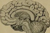 An illustration from How to read the human head and face (1903)