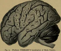 Picture 5 of 104 from How to read the human head and face (1903), leaf 14