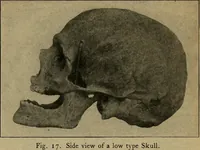 Picture 17 of 104 from How to read the human head and face (1903), leaf 18