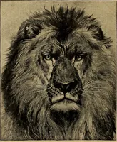 Picture 19 of 104 from How to read the human head and face (1903), leaf 19