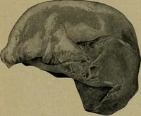 An illustration from How to read the human head and face (1903)