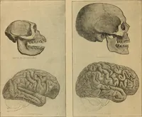 An illustration from How to read the human head and face (1903)