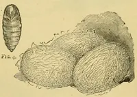 An illustration from How to use Florence knitting silk (1882)