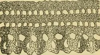 An illustration from How to use Florence knitting silk (1883)