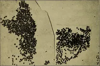 An illustration from How we are clothed ; a geographical reader (1904)