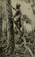 An illustration from How we are clothed ; a geographical reader (1904)
