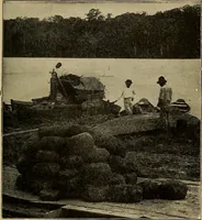 An illustration from How we are clothed ; a geographical reader (1904)