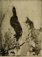 An illustration from How we are clothed ; a geographical reader (1904)