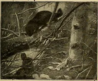 An illustration from How we are clothed ; a geographical reader (1904)
