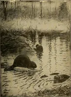 An illustration from How we are clothed ; a geographical reader (1904)