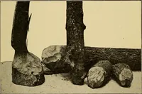 An illustration from How we are clothed ; a geographical reader (1904)