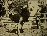 An illustration from How we are clothed ; a geographical reader (1904)