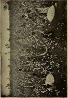 An illustration from How we are clothed ; a geographical reader (1904)