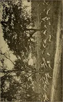 An illustration from How we are clothed ; a geographical reader (1904)