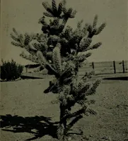 Picture 10 of 50 from How we are sheltered; a geographical reader (1906), leaf 42