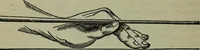 An illustration from Hoyle's games : containing all the modern methods of playing the latest and most fashionable games (1875)
