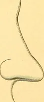Picture 2 of 24 from Human nature, or, Men and women exposed : treating of every characteristic, both good and bad, of the various types of man and woman as they exist, and as manifested in every-day life, giving "the truth, the whole truth, and nothing but the truth" (1901), leaf 13