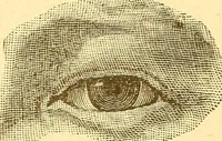 An illustration from Human nature, or, Men and women exposed : treating of every characteristic, both good and bad, of the various types of man and woman as they exist, and as manifested in every-day life, giving "the truth, the whole truth, and nothing but the truth" (1901)