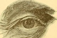 Picture 21 of 24 from Human nature, or, Men and women exposed : treating of every characteristic, both good and bad, of the various types of man and woman as they exist, and as manifested in every-day life, giving "the truth, the whole truth, and nothing but the truth" (1901), leaf 149