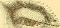 An illustration from Human nature, or, Men and women exposed : treating of every characteristic, both good and bad, of the various types of man and woman as they exist, and as manifested in every-day life, giving "the truth, the whole truth, and nothing but the truth" (1901)