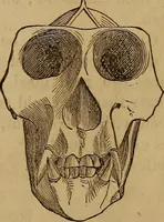 Picture 134 of 165 from Human science, or, Phrenology : its principles, proofs, faculties, organs, temperaments, combinations, conditions, teachings, philosophies, etc., etc. : as applied to health, its values, laws, functions, organs, means, preservation, restoration, etc. : mental philosophy, human and self improvement, civilization, home, country, commerce, rights, duties, ethics, etc. : God, His existence, attributes, laws, worship, natural theology, etc. : immortality, its evidences, conditions, relations to time, rewards, punishments, sin, faith, prayer, etc. : intellect, memory, juvenile and self education, literature, mental discipline, the senses, sciences, arts, avocations, a perfect life, etc., etc., etc. (1873), leaf 1016