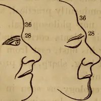 An illustration from Human science, or, Phrenology : its principles, proofs, faculties, organs, temperaments, combinations, conditions, teachings, philosophies, etc., etc. : as applied to health, its values, laws, functions, organs, means, preservation, restoration, etc. : mental philosophy, human and self improvement, civilization, home, country, commerce, rights, duties, ethics, etc. : God, His existence, attributes, laws, worship, natural theology, etc. : immortality, its evidences, conditions, relations to time, rewards, punishments, sin, faith, prayer, etc. : intellect, memory, juvenile and self education, literature, mental discipline, the senses, sciences, arts, avocations, a perfect life, etc., etc., etc. (1873)